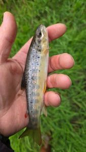 Brown Trout