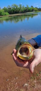 Largemouth Bass