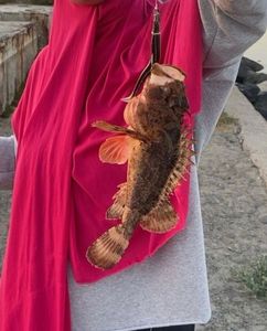 Brown Scorpionfish