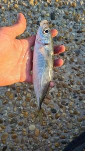 Mediterranean Horse Mackerel