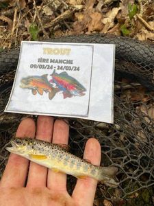 Brown Trout