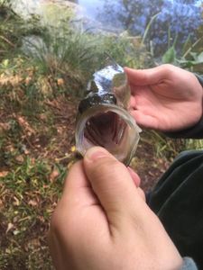 Largemouth Bass