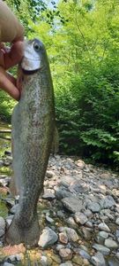 Rainbow Trout