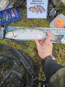 Rainbow Trout