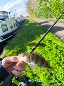 European Perch