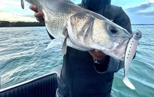 European Bass (Seabass)