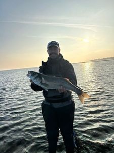 European Bass (Seabass)