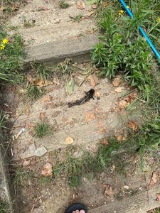Black Bullhead