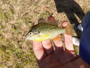 Pumpkinseed