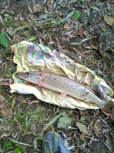 Northern Pike