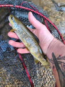 Brown Trout