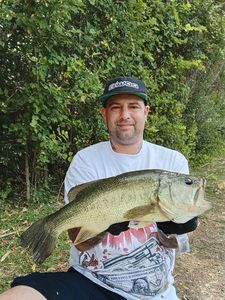 Largemouth Bass