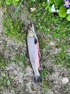 Brook Trout