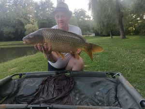 Common Carp