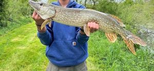 Northern Pike