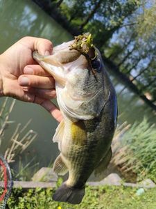 Largemouth Bass
