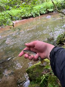 Brown Trout