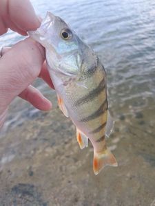 European Perch