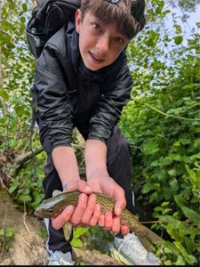 Brown Trout