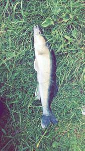 Zander