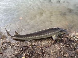 Lake Sturgeon