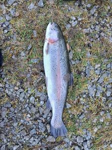 Rainbow Trout