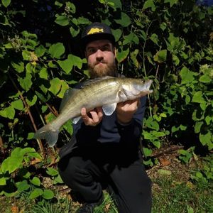 Zander