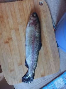 Rainbow Trout