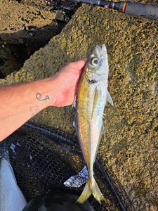 Atlantic Horse Mackerel
