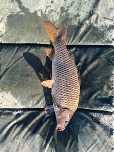 Common Carp