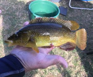 Ballan Wrasse