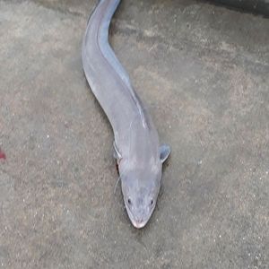 Conger