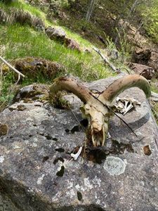 Mouflon