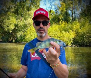 European Perch