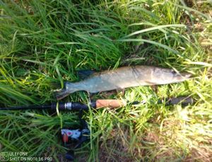 Northern Pike