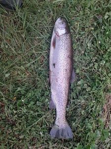 Rainbow Trout