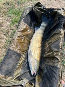 Grass Carp