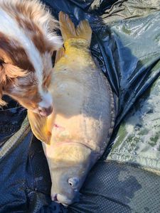 Mirror Carp
