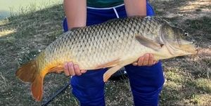 Common Carp