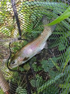 Rainbow Trout