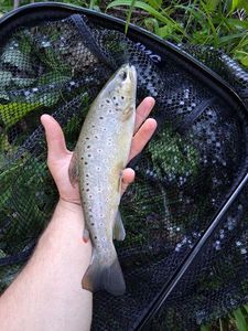 Brown Trout