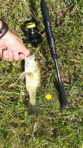 Black bass