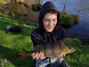 European Perch