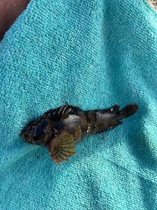 Tompot Blenny