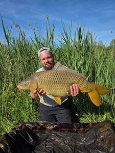 Common Carp