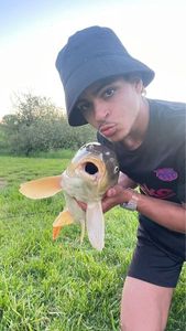 Common Carp