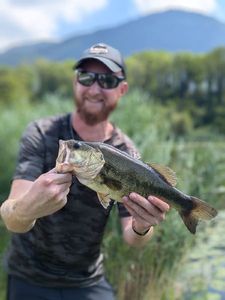 Largemouth Bass