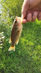 Smallmouth Bass