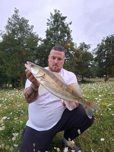 Zander
