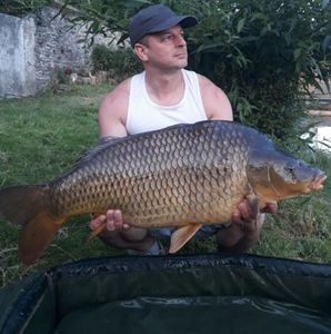 Common Carp